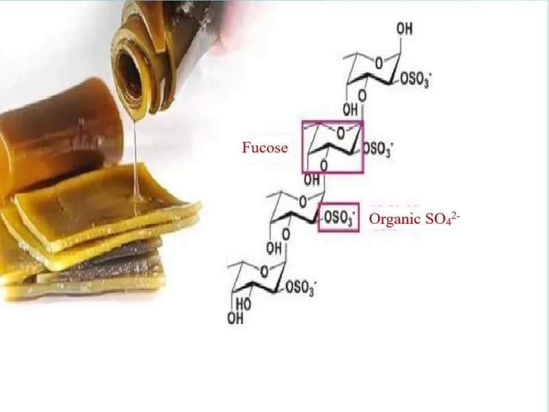 The smaller fucoidan molecular weight, the better?