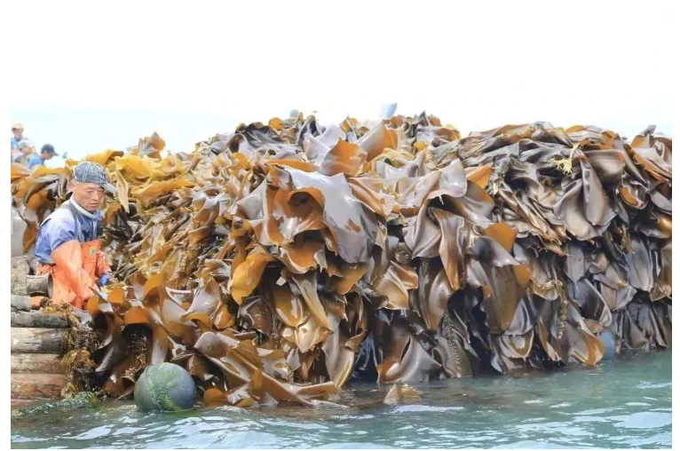 kelp.png