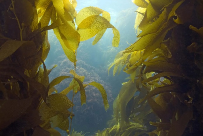 brown algae.jpg