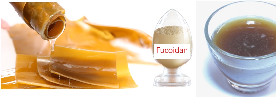 fucoidan extract.jpg