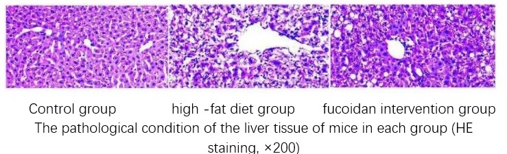 fucoidan experiment.jpg