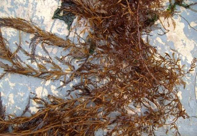 Sargassum horneri.jpg