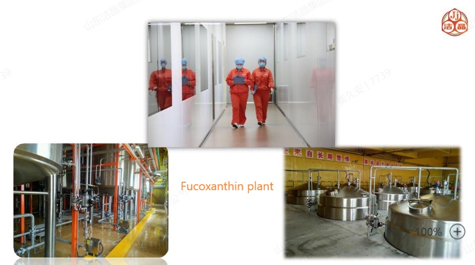 fucoxanthin plant.jpg
