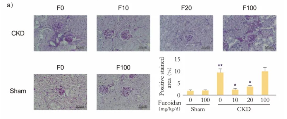 fucoidan 1.jpg